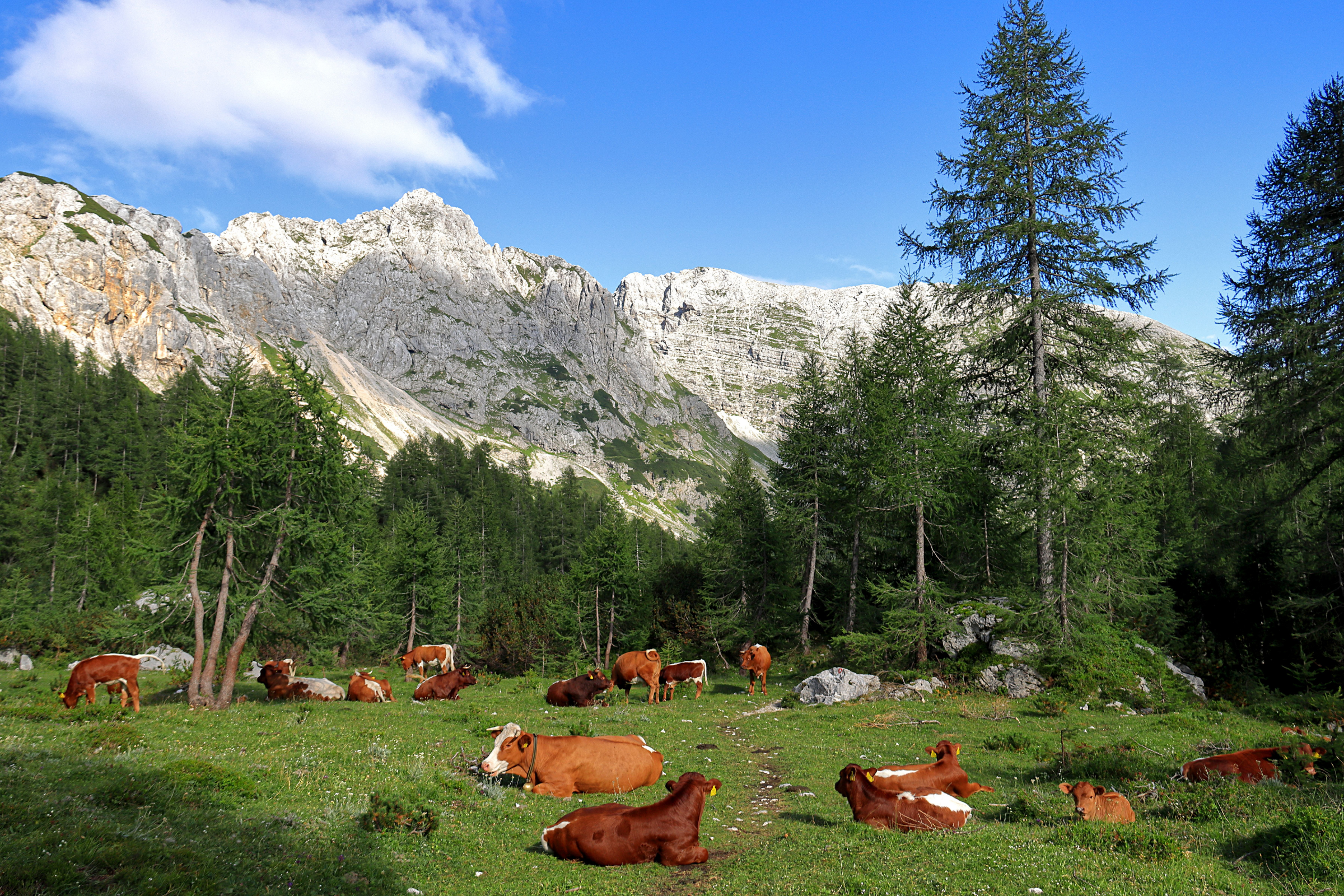 triglav national park (2).webp